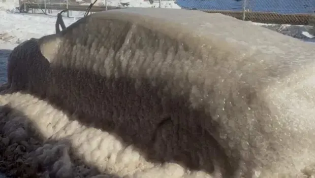 Ice-Covered Honda Becomes an Unexpected Tourist Attraction in the U.S.
