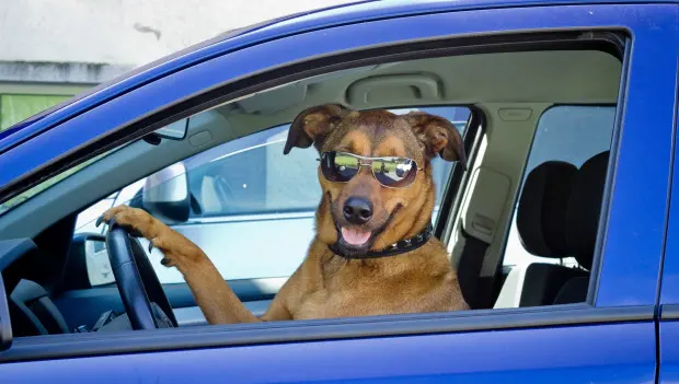 The Three Calmest Drivers by Zodiac Sign: Astrologers Spot a Clear Pattern