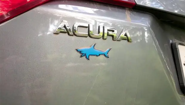 Why Are So Many American Drivers Putting Shark Stickers on Their Cars?