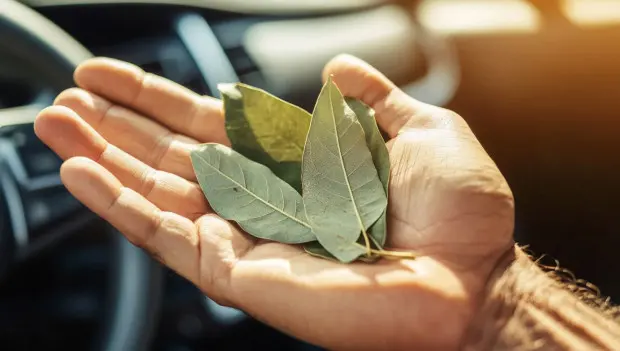 Why Some Drivers Keep Bay Leaves in Their Cars — It’s Not Just About Superstition