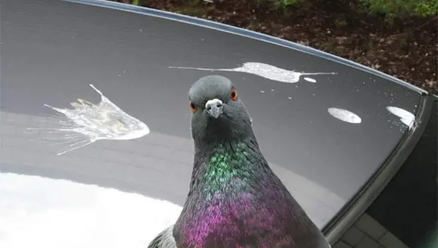 Why Bird Droppings Are Dangerous and How to Remove Them from Your Car Without a Car Wash