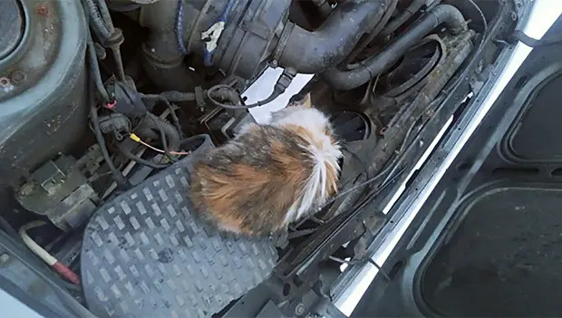 “It Rode Like That for 30 Miles.” A Surprising Discovery Under the Hood